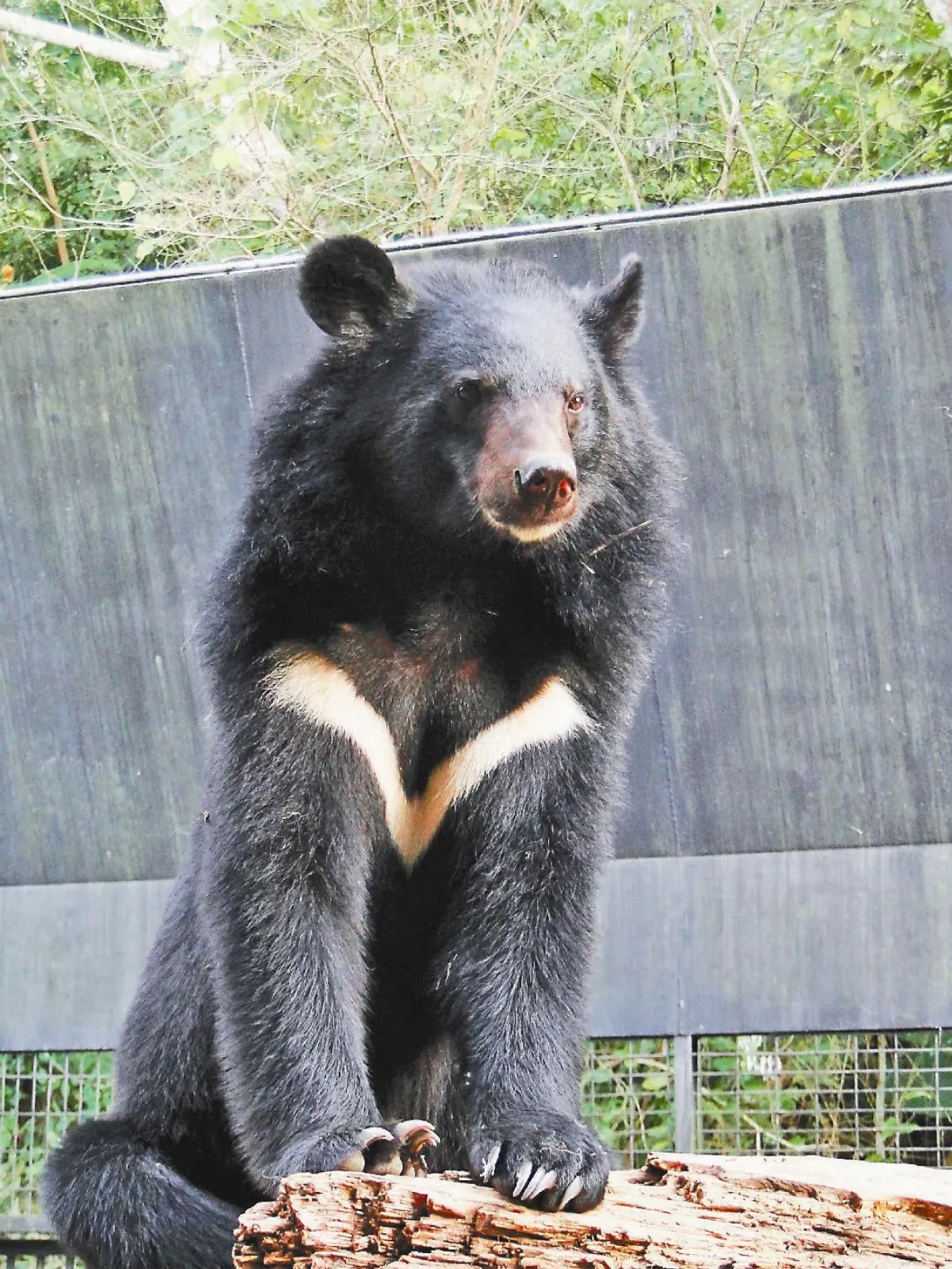 五百八百好熊弟 月底住入六福村