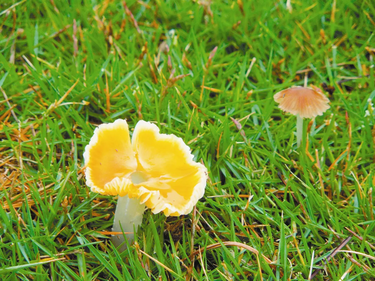【生活快門】   黃色的草菇花