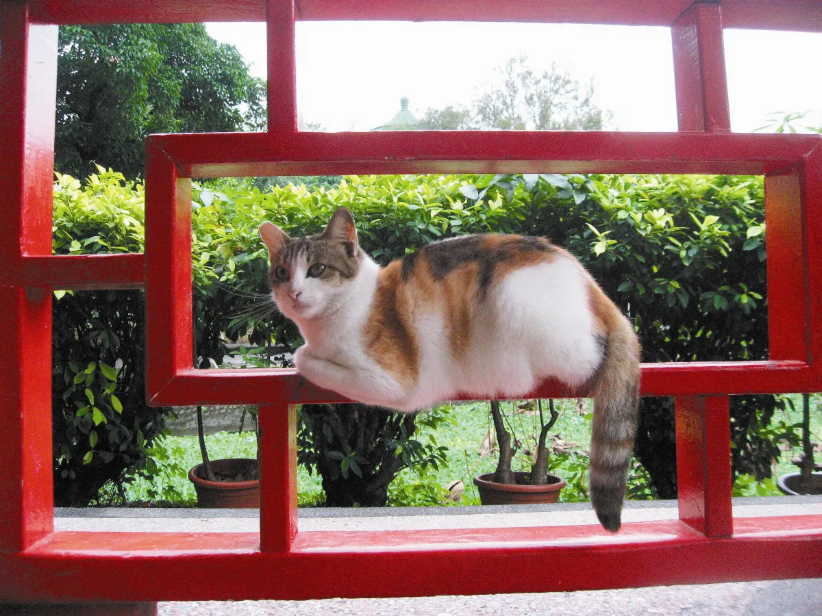 生活快門   花貓櫥窗