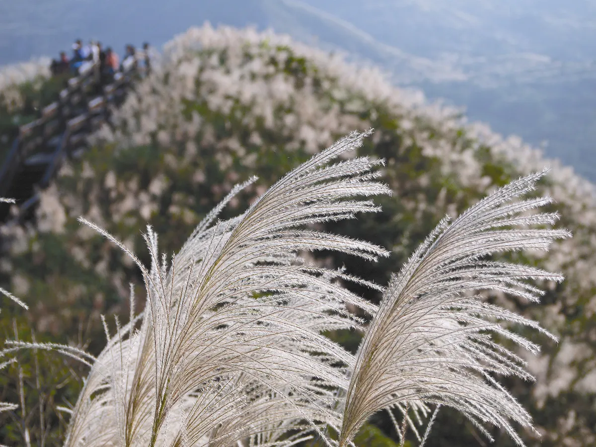 芒花暖心／屏東縣室利