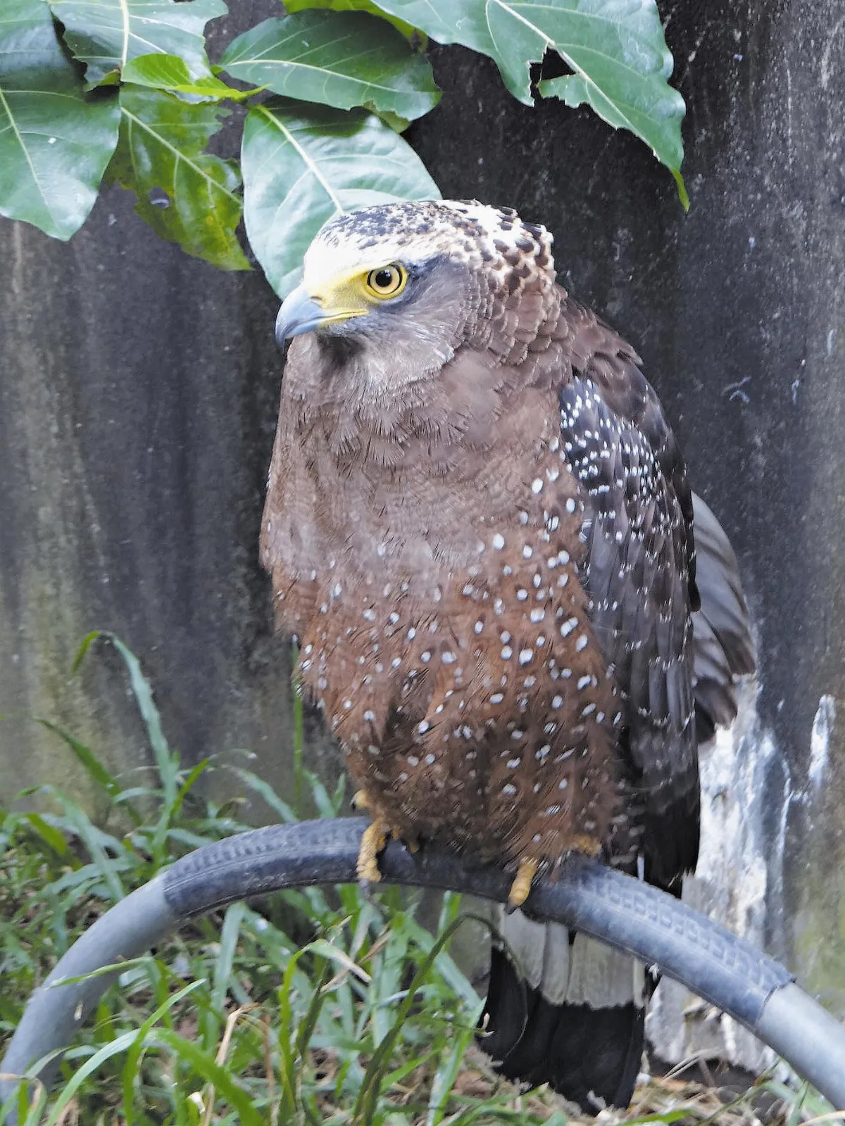 栗鳶、大冠鷲 仰望天空