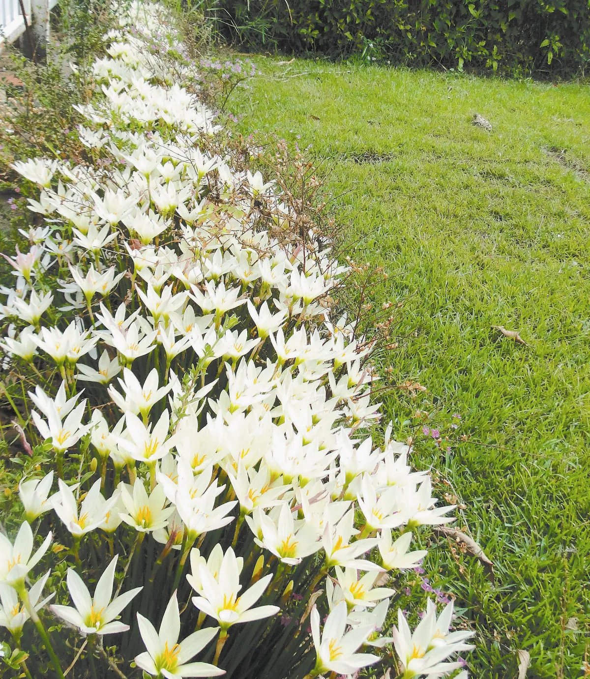 【人間植物禪】價值不能訂價