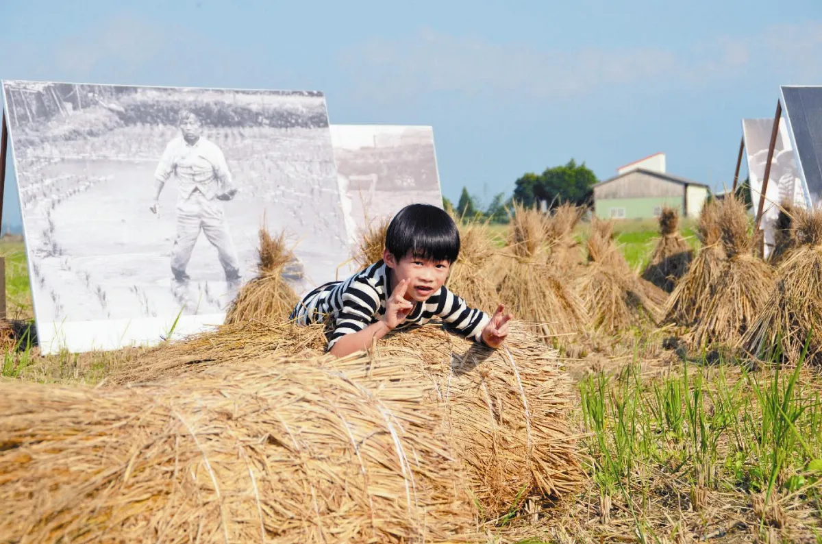 土溝農村美術館 稻田中開展