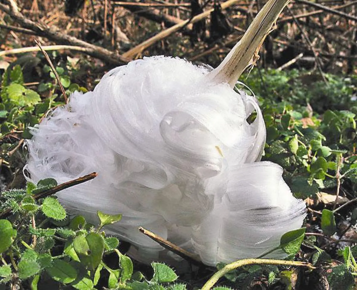 冰霜凍花  像糖又像花