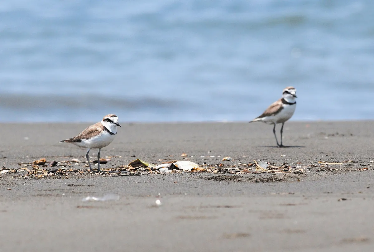 動之物，人之物   東方環頸行鳥褪下  風鳥   名號