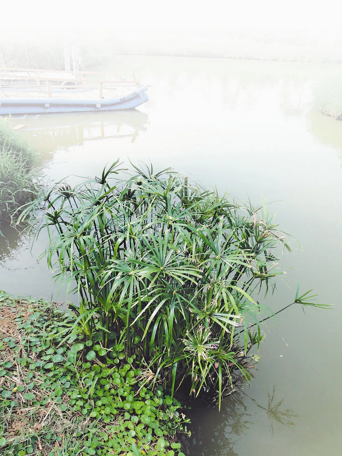【人間植物禪】思親不如孝親？