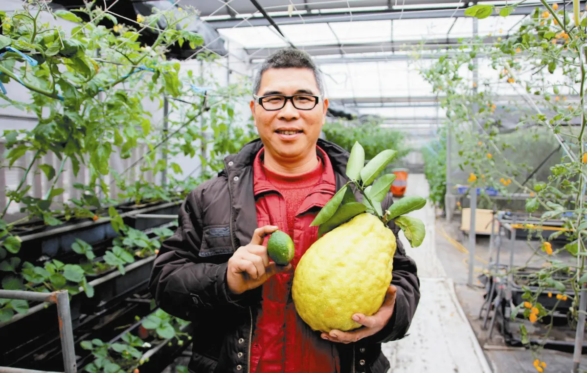 大檸檬 酸溜溜