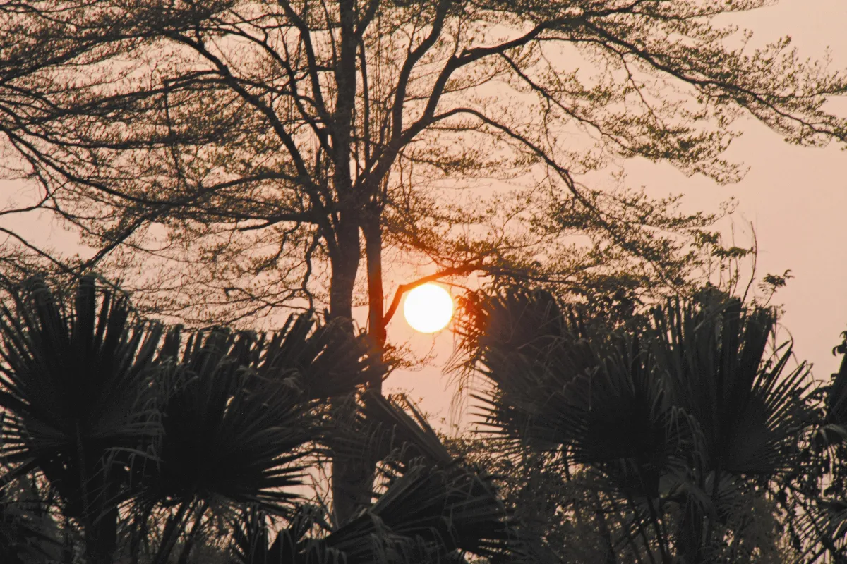 【旅行的風景】  夕陽掛枝頭