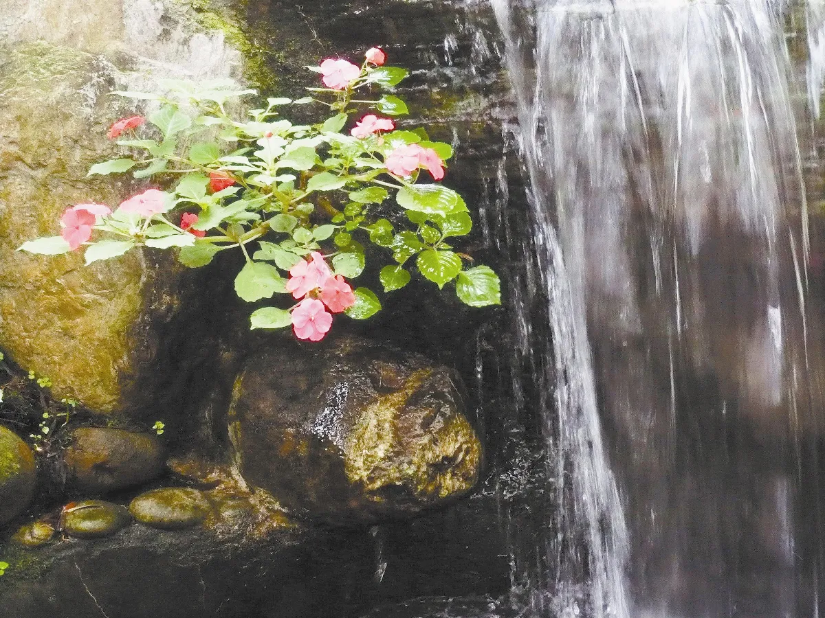 【堅韌生命】 石頭頂的紅花