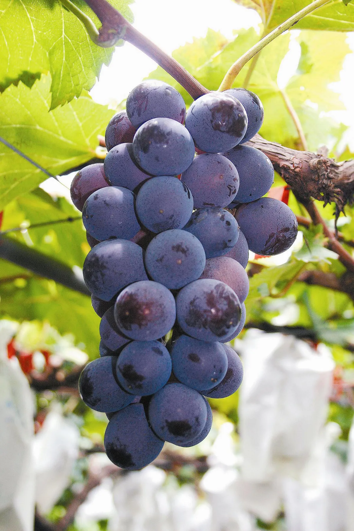 黃良僖  人生轉彎 機電老闆種葡萄