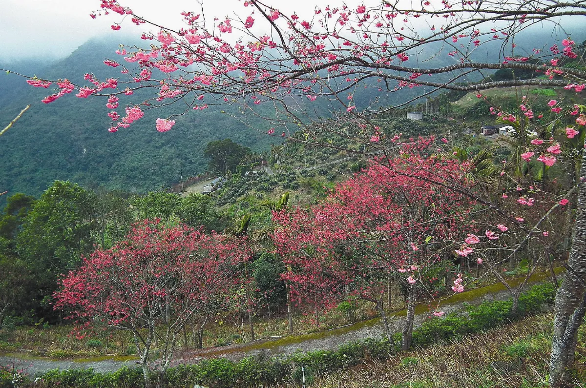 南迴陽明山  八重櫻笑了