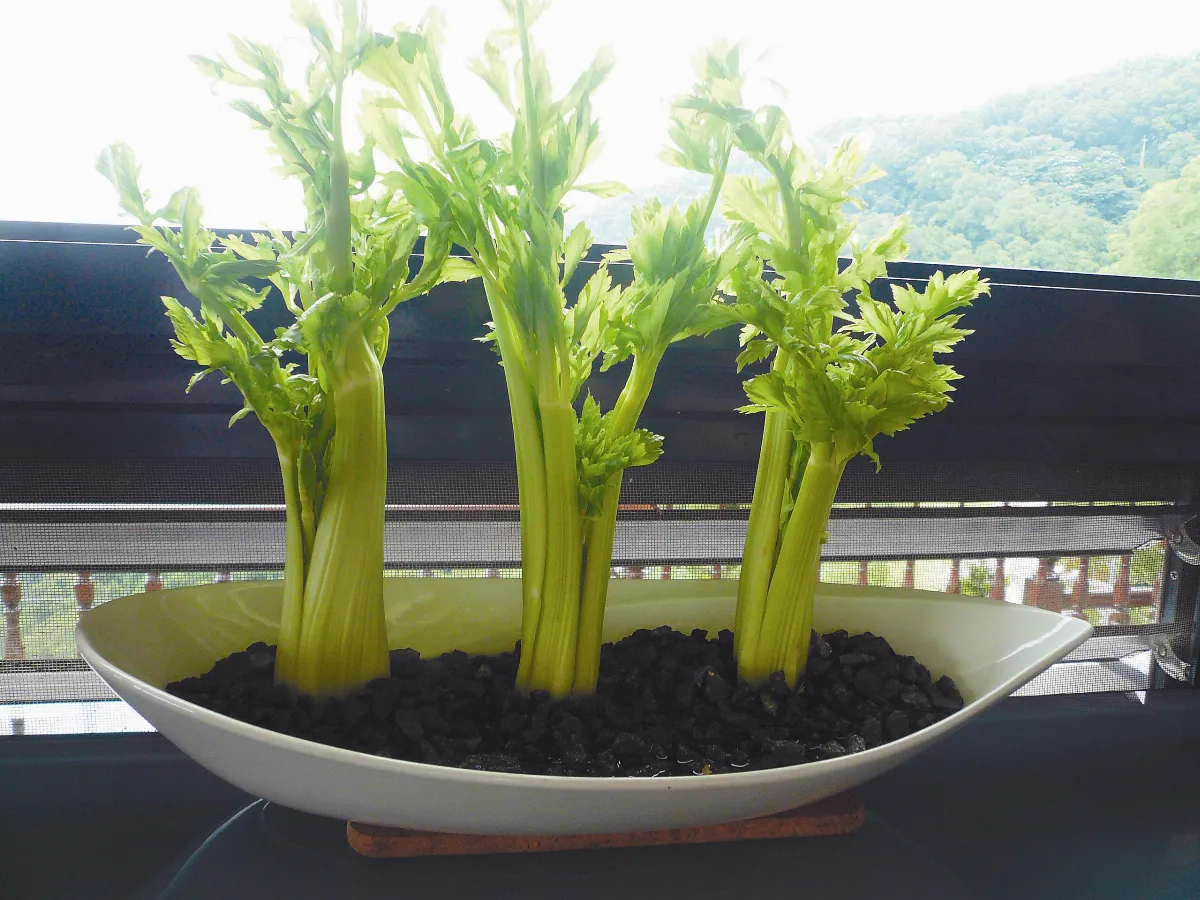 生活好味道  西洋芹