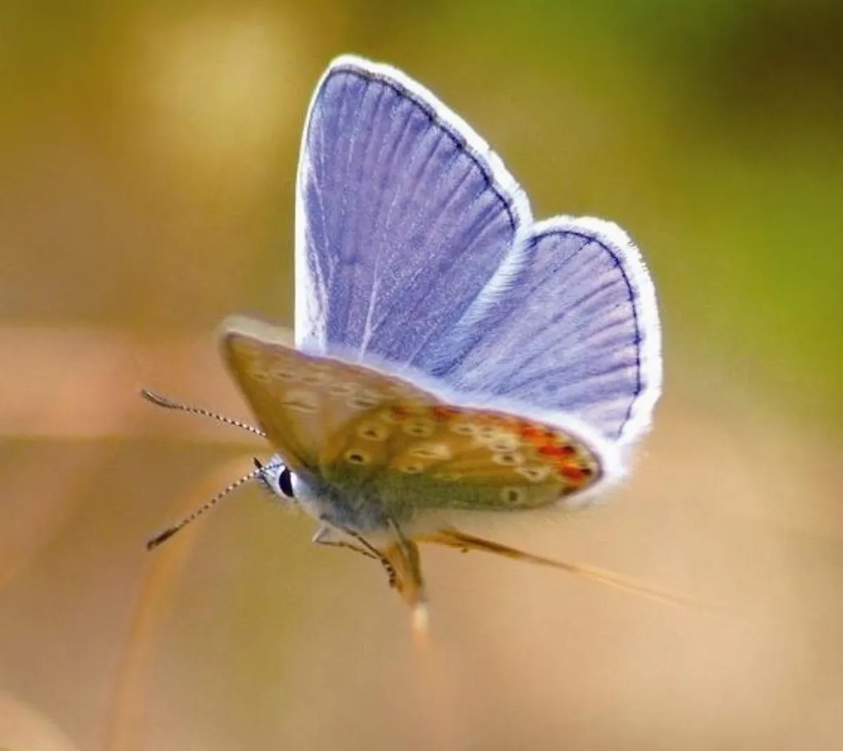 走春賞花兼賞蝶