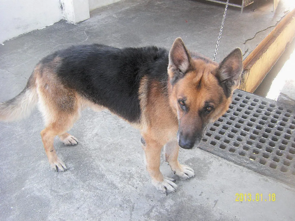 最後一隻海巡犬 軍餉1396元