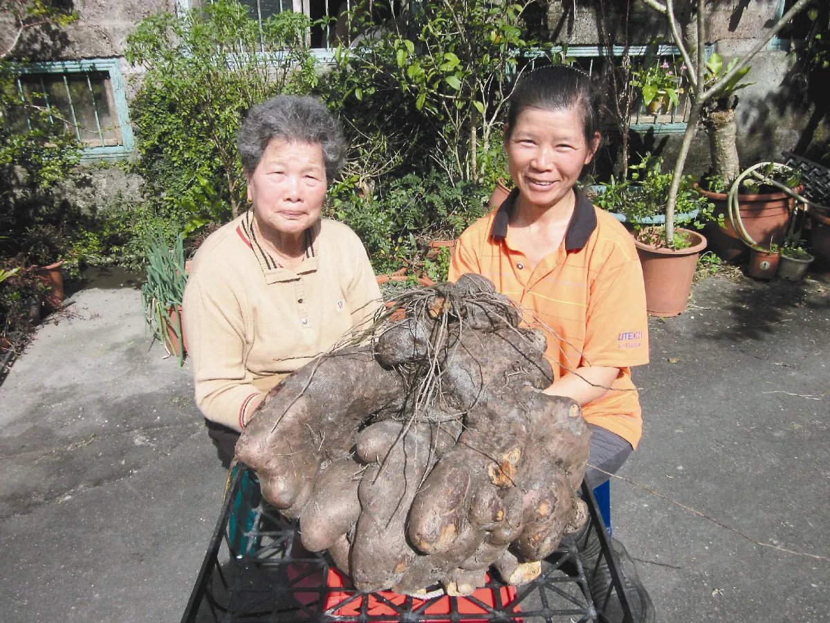 婆媳倆 合力拔出超大山藥