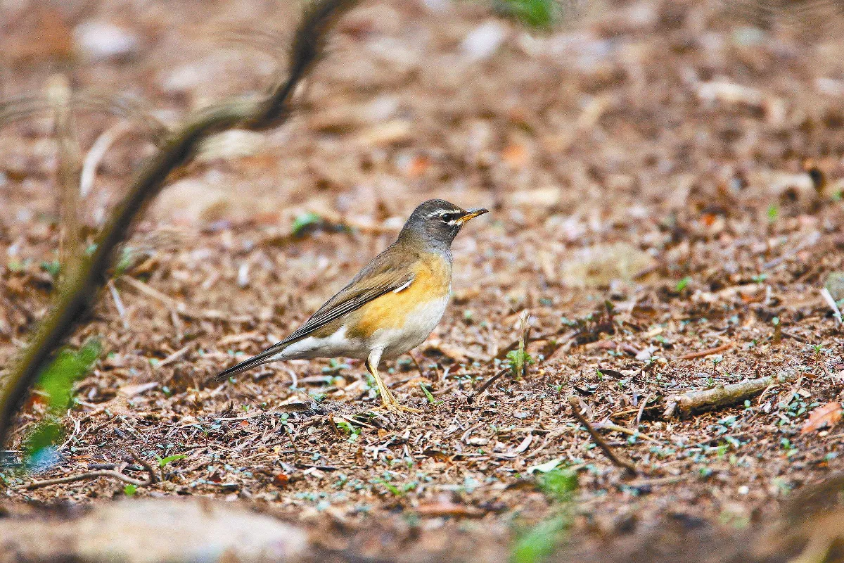 奇妙生物關渡溼地常見候鳥介紹5這是什麼鶇鶇（上）