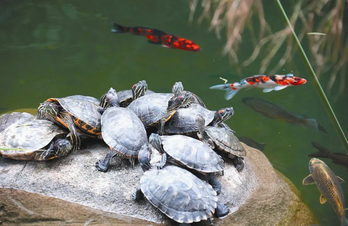 【世界動物短訊】香港  龜魚各得其樂