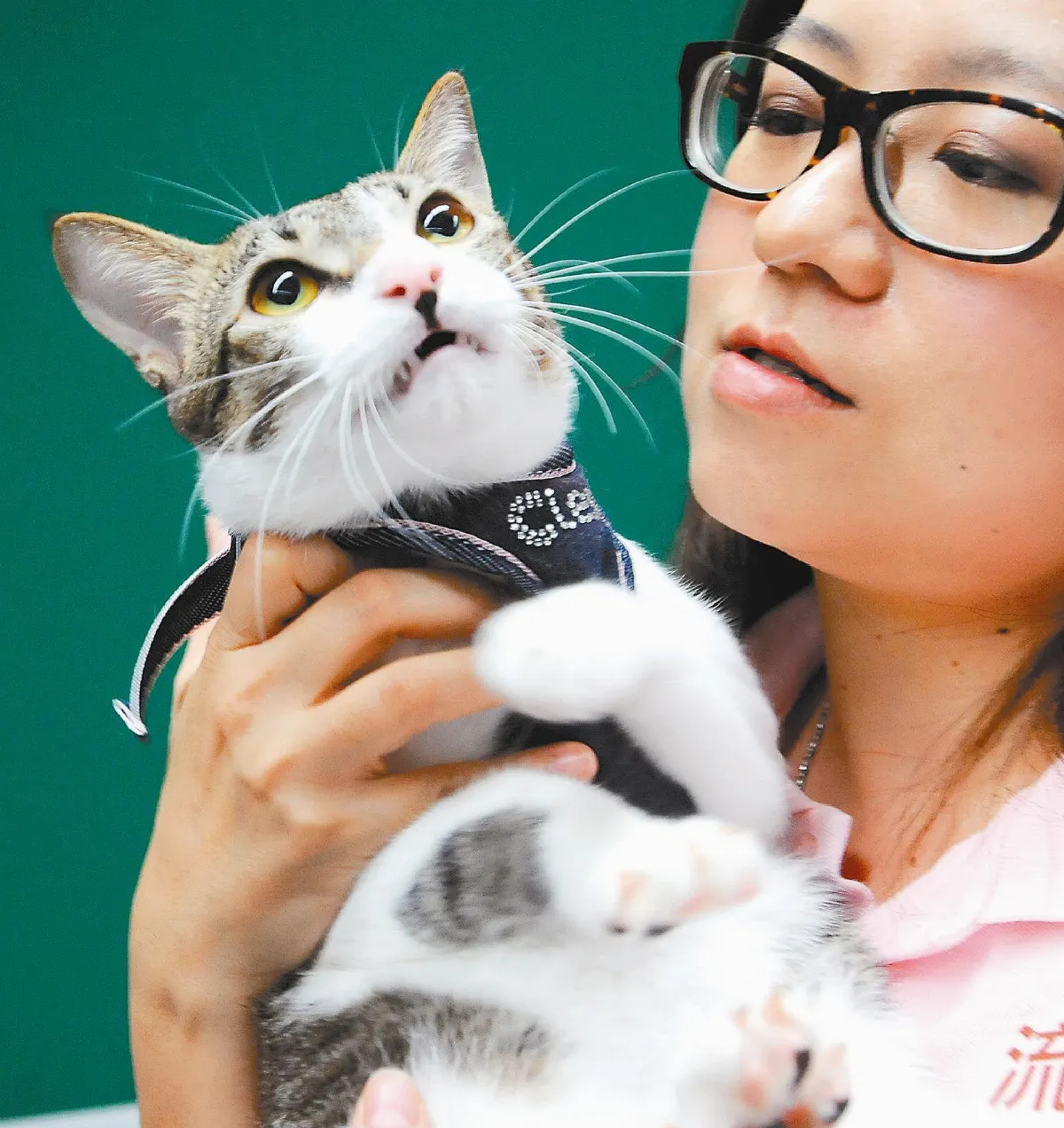 家犬癌症 家貓腎衰竭 10大死因首位