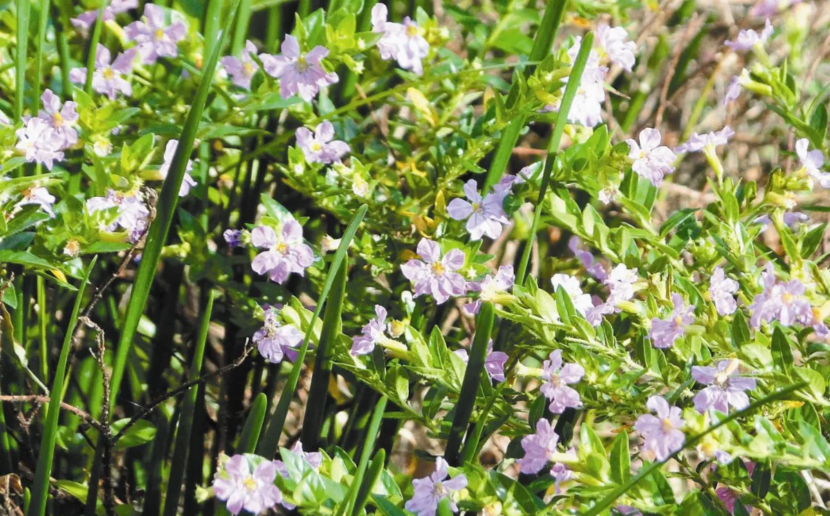 【人間植物禪】了解雪茄花