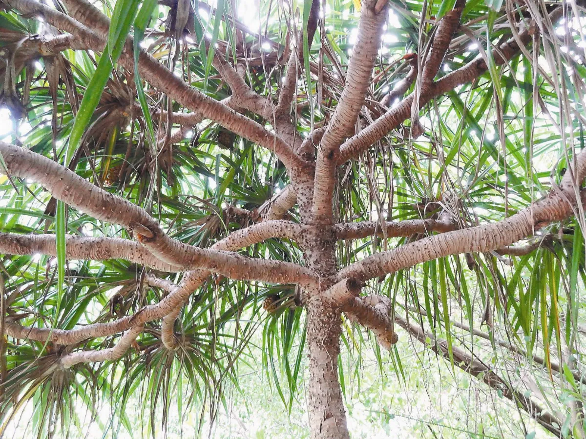 植物教室  海邊的樹生鳳梨  林投