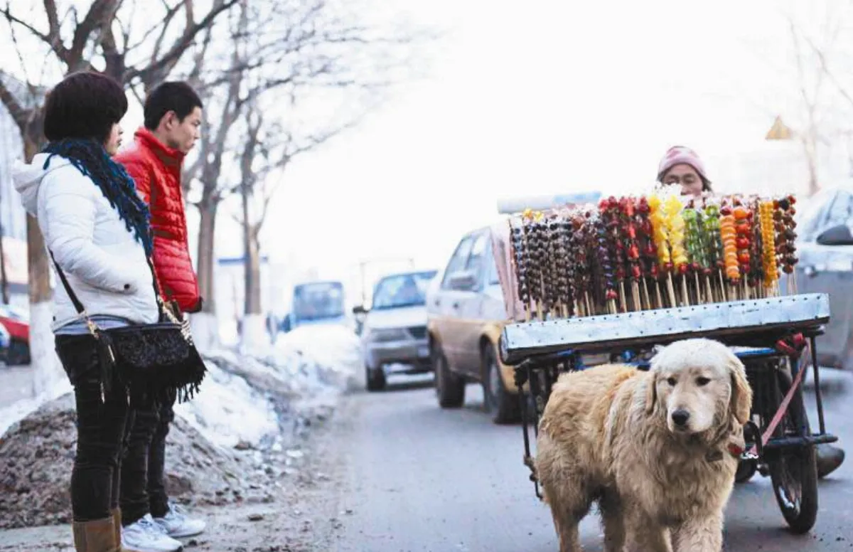 忠犬拉車糖葫蘆甜入心