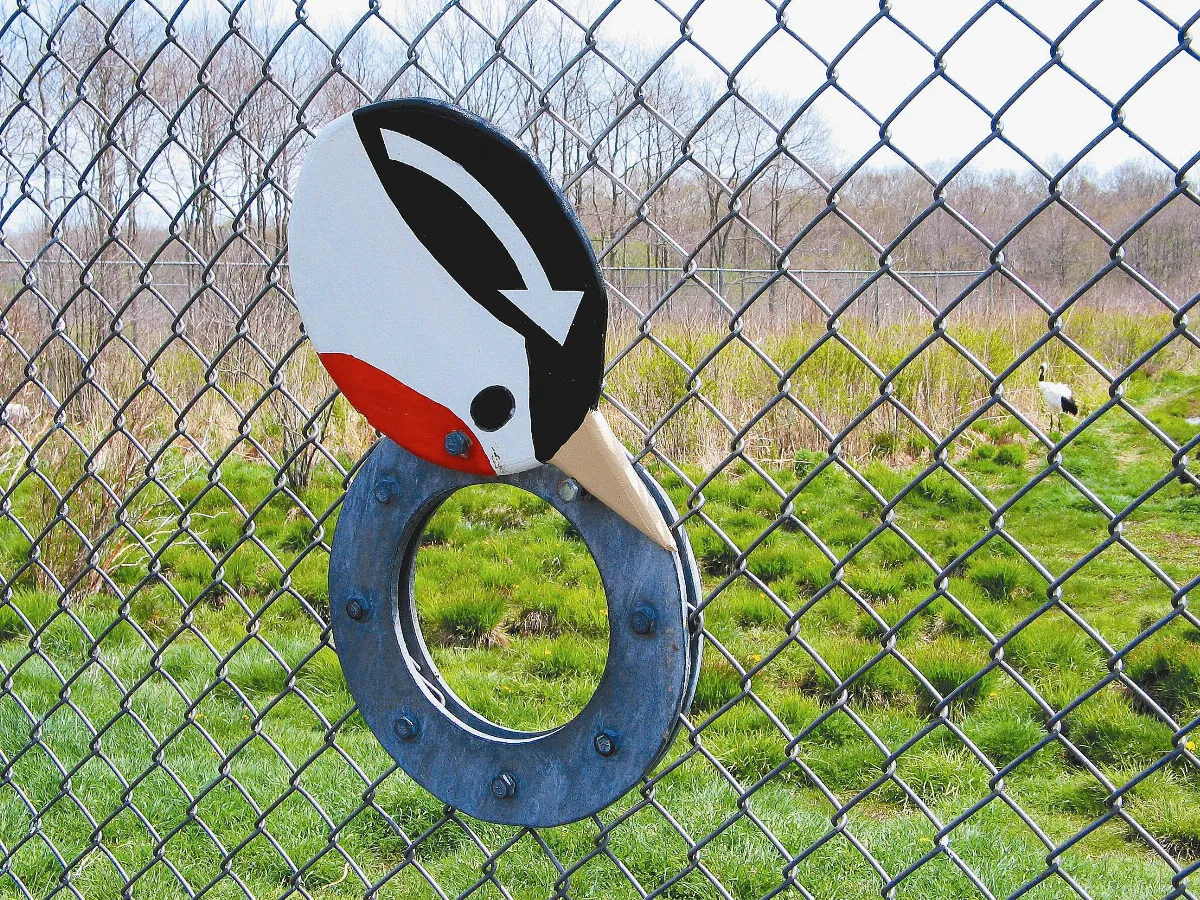 印象旅人丹頂鶴與攝影孔