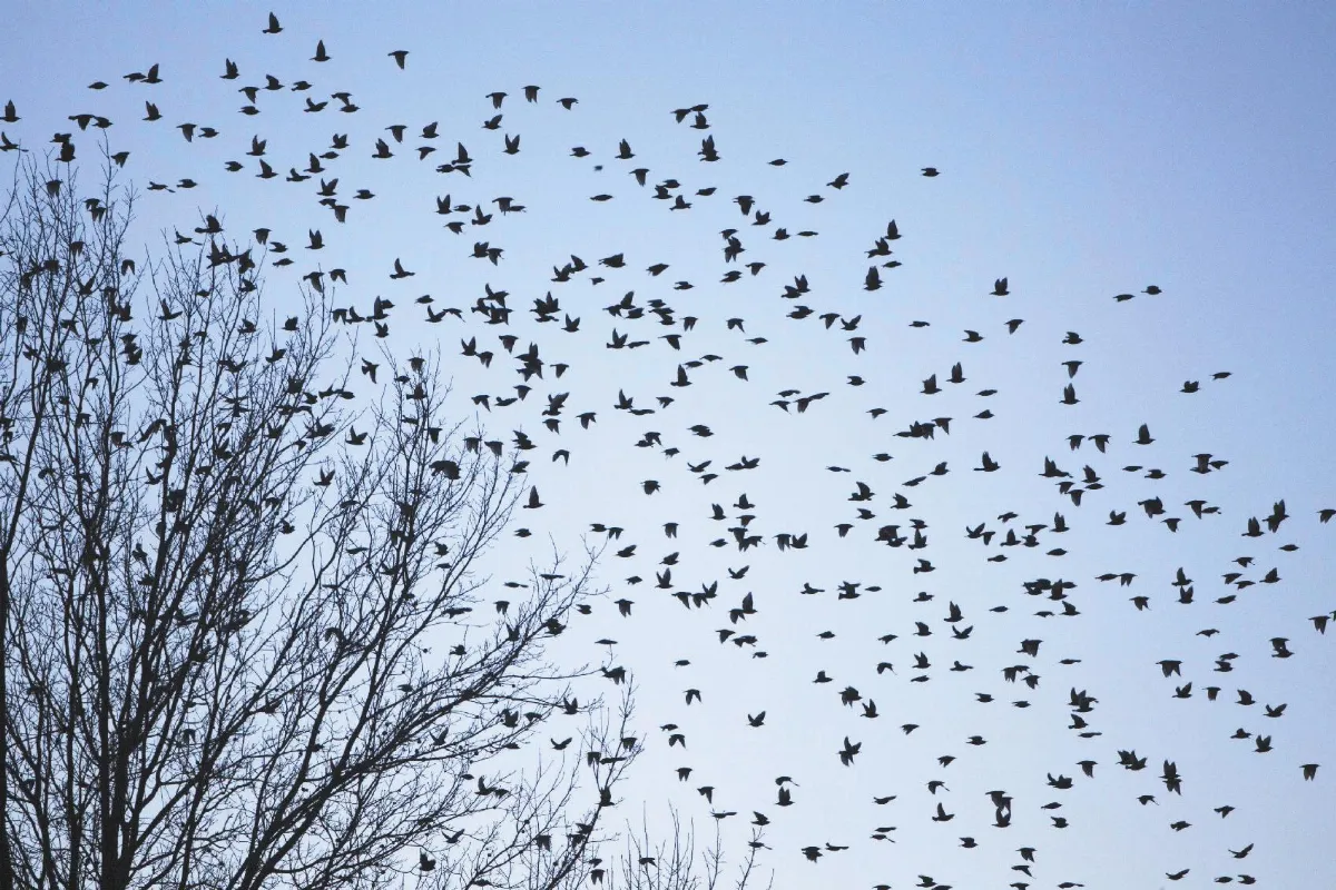 驚悚鳥真實版  百萬隻遮天蔽日