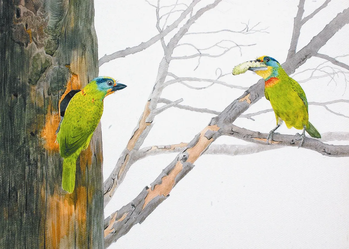 【光風霽月鳥飛來‧四人聯展】野鳥生態繪畫