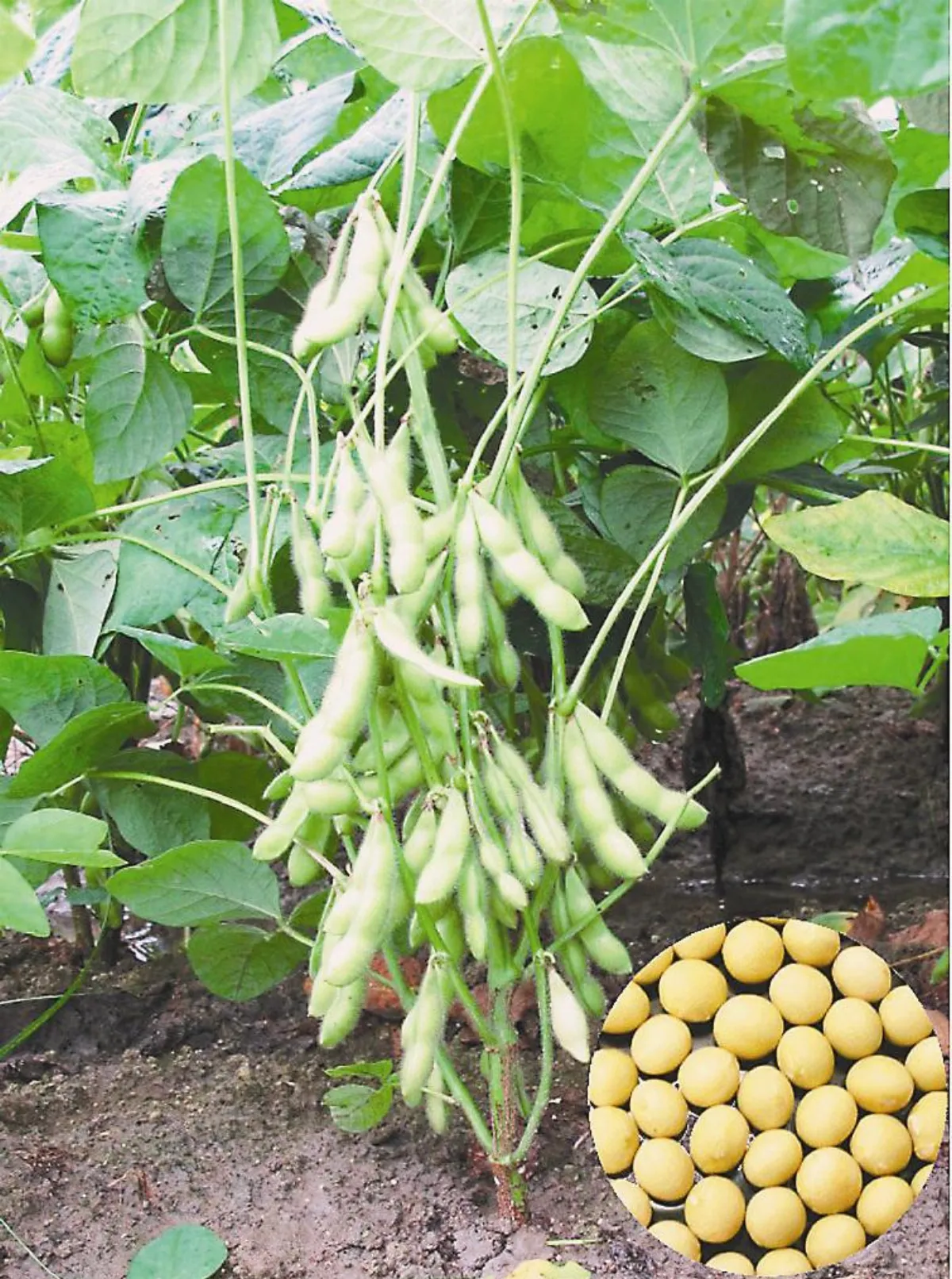 毛豆變綠金 去年外銷逾7千萬美元