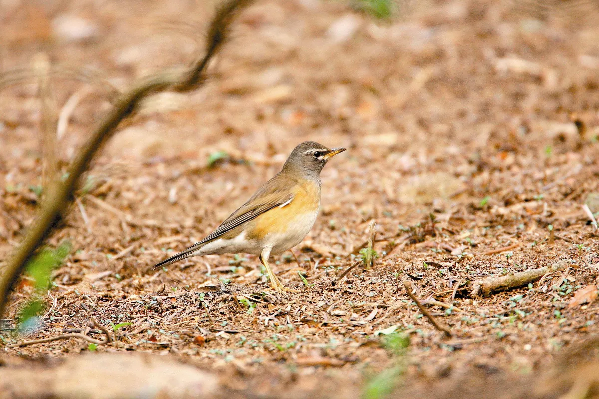 奇妙生物關渡溼地常見候鳥介紹(6)這是什麼鶇鶇（下）