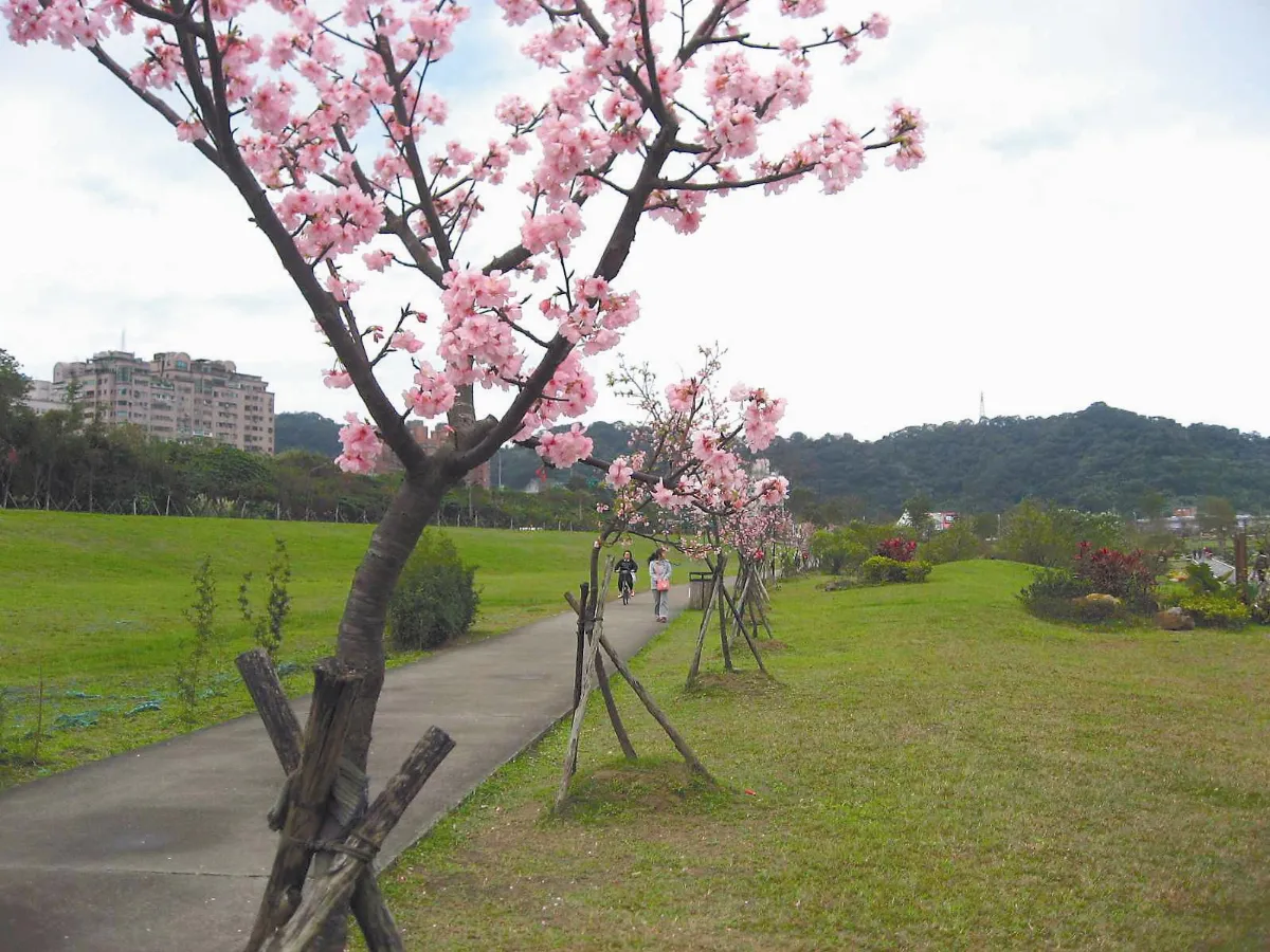 【生活快門】     陽光、草坪、櫻花道