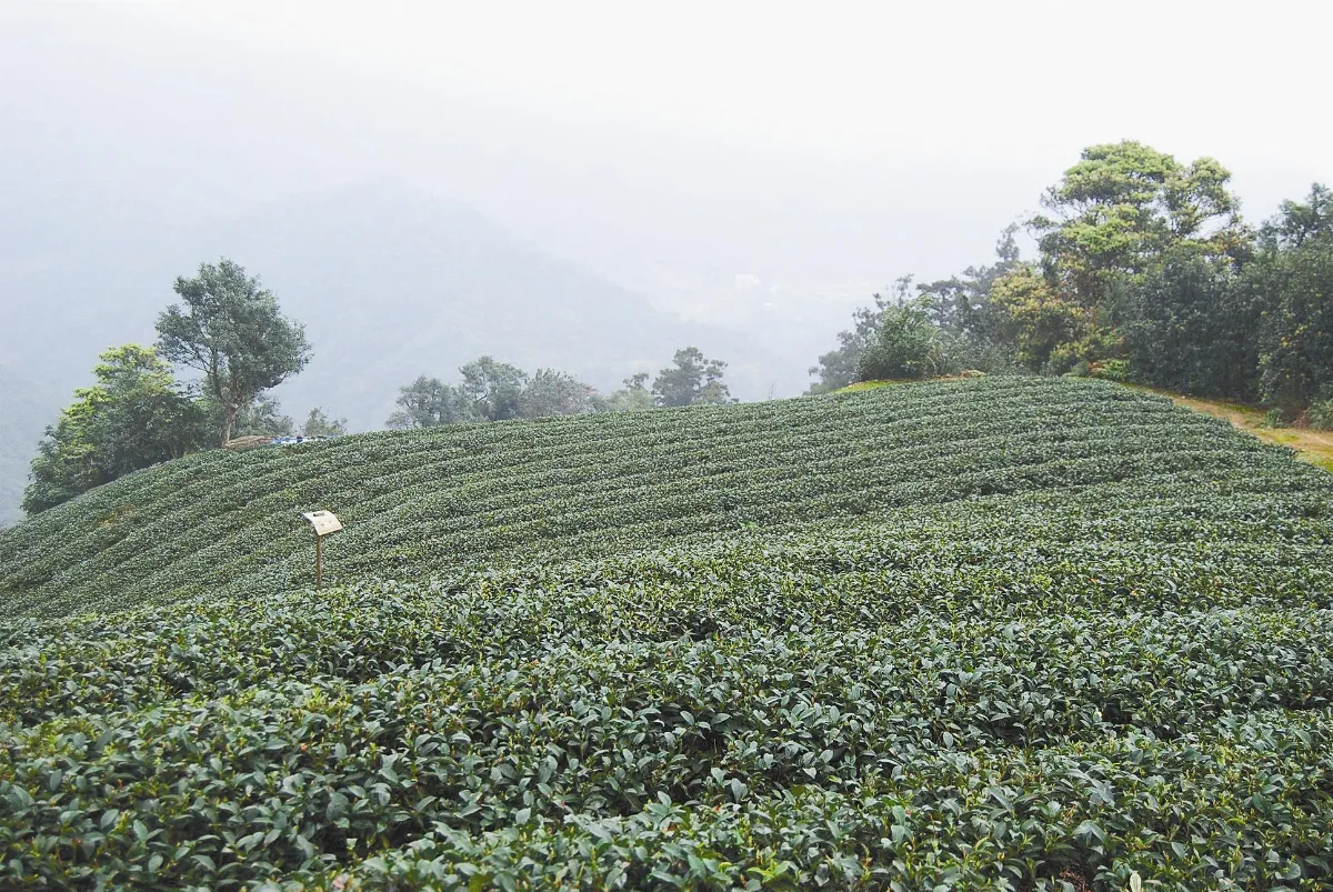 坪林低碳找茶趣