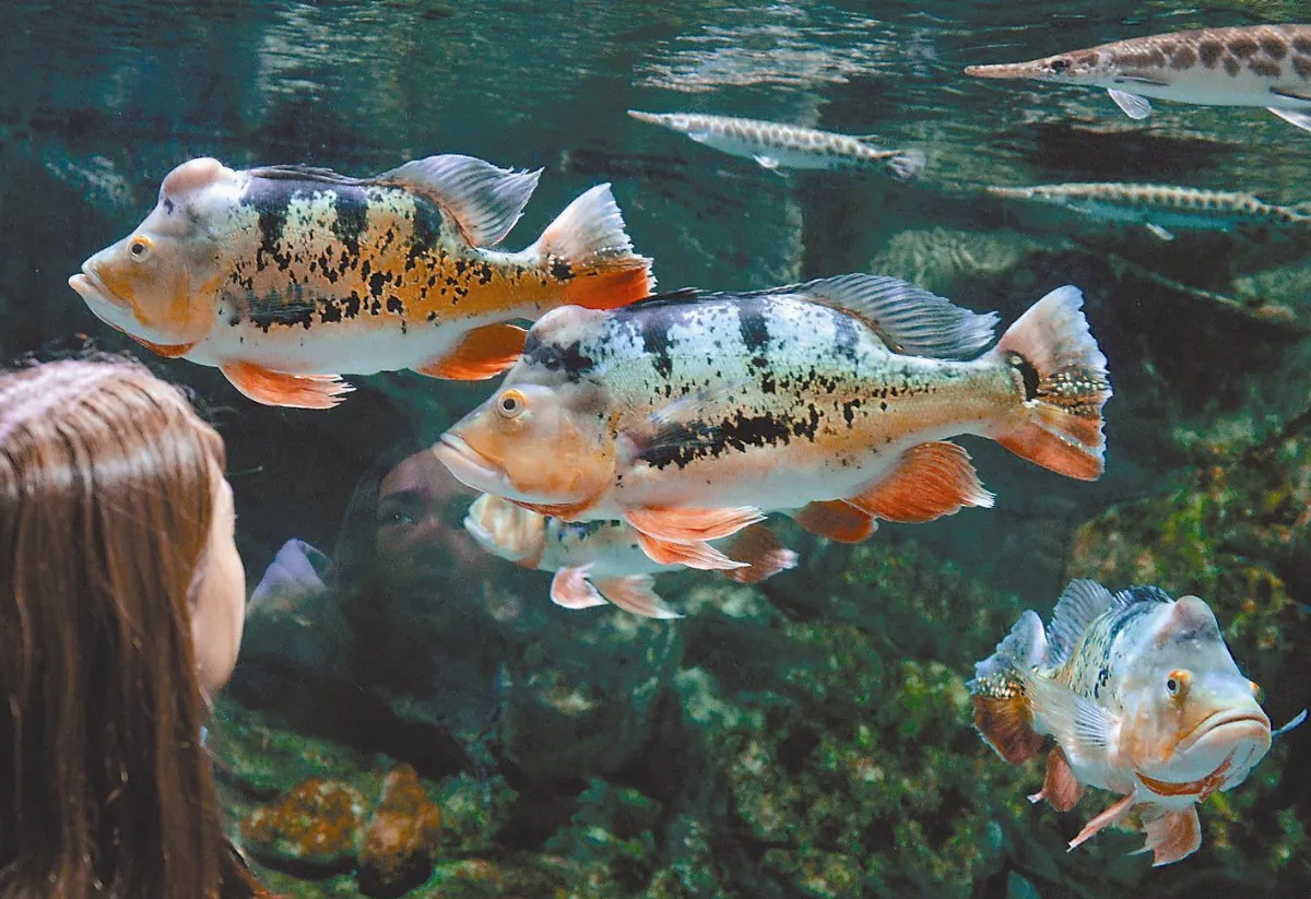 【世界動物短訊】    中國  海螺型水族館
