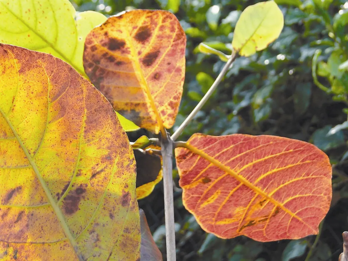【人間植物禪】紅葉歡喜迎老