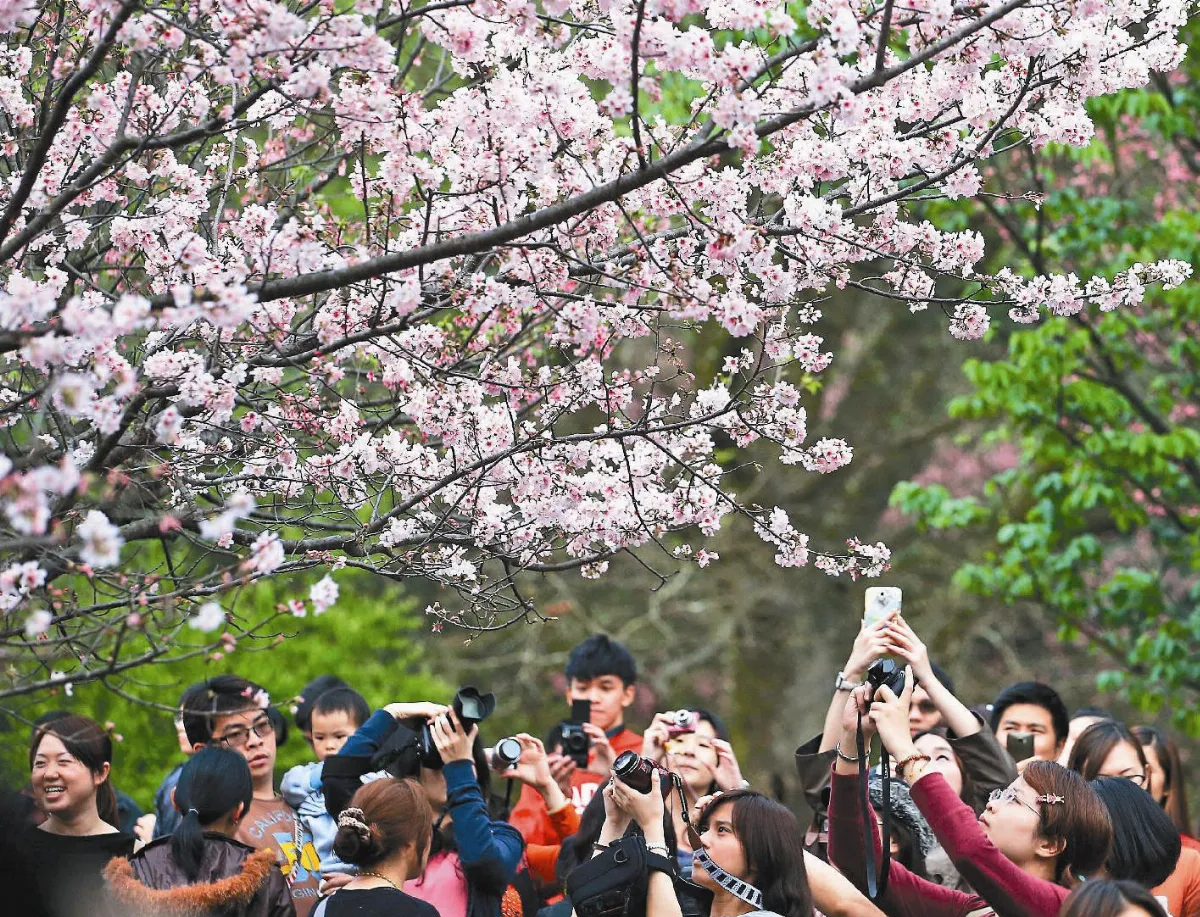 花季延長 搶拍美景