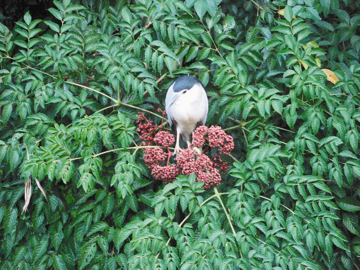 生活快門花心鳥