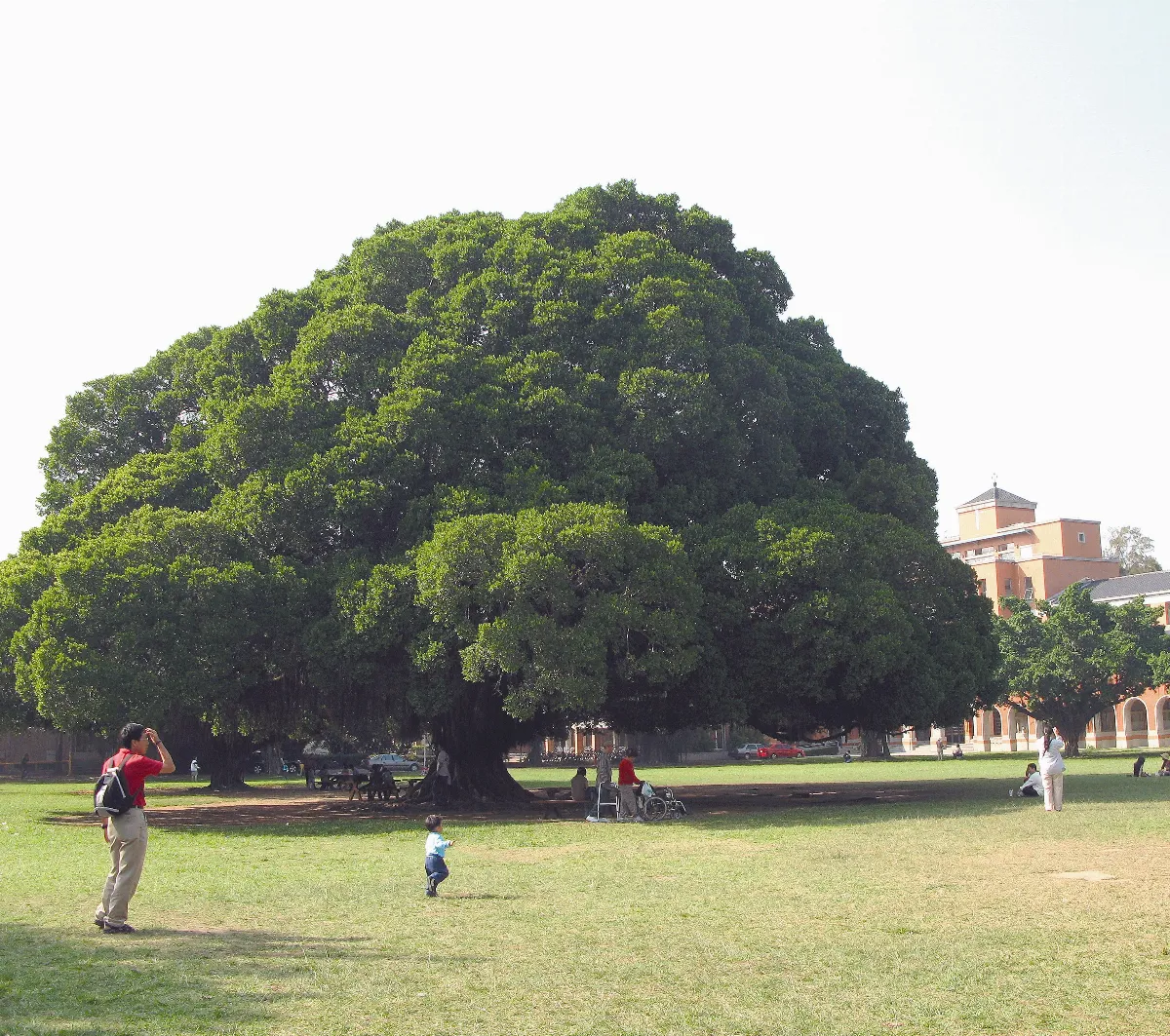 廣植櫻花後遺症     單一樹種恐導致  生態失衡
