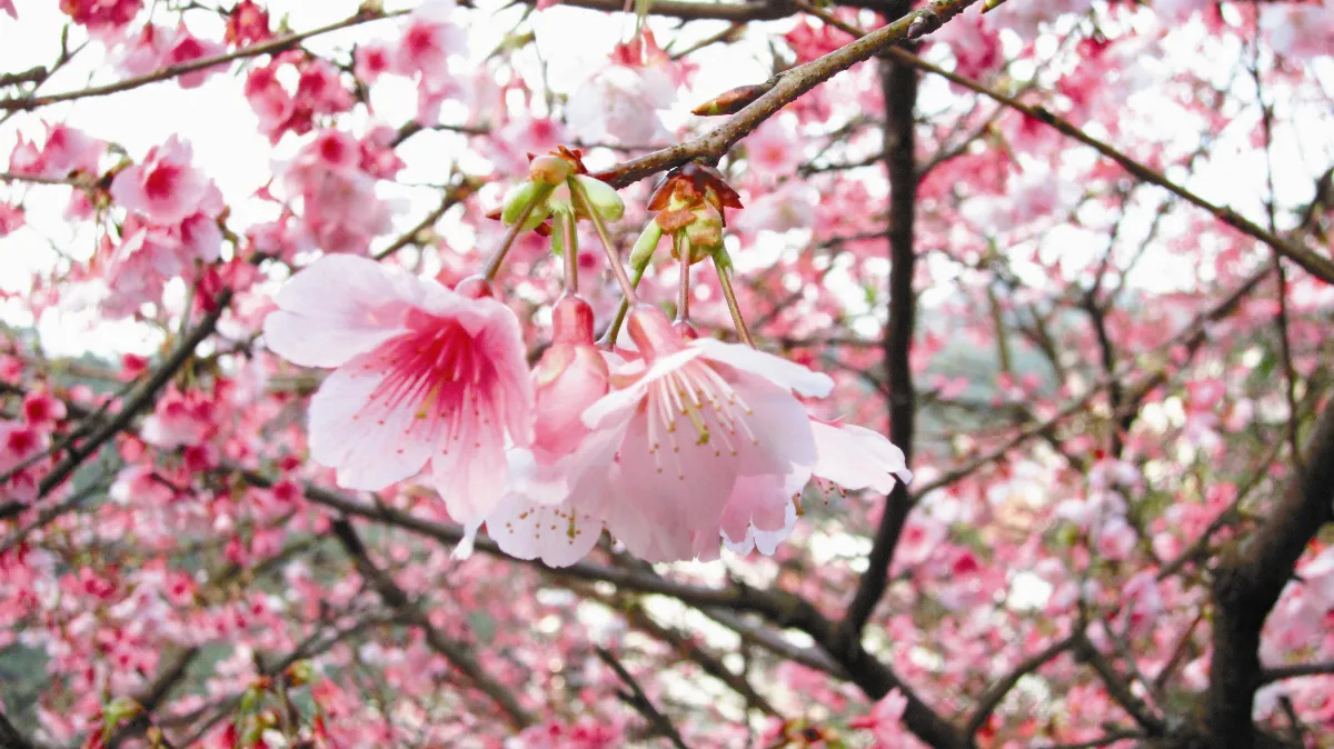 看花