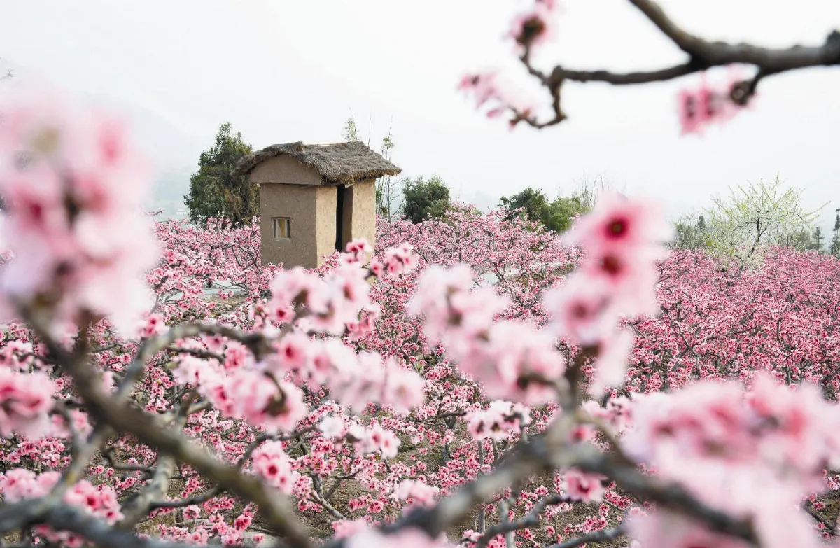 桃花盛開