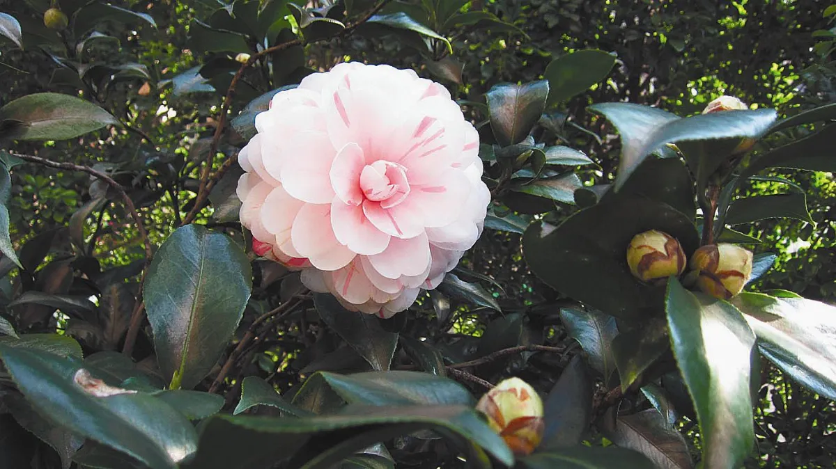 【花聯趣無窮】帝女合歡  水仙含笑