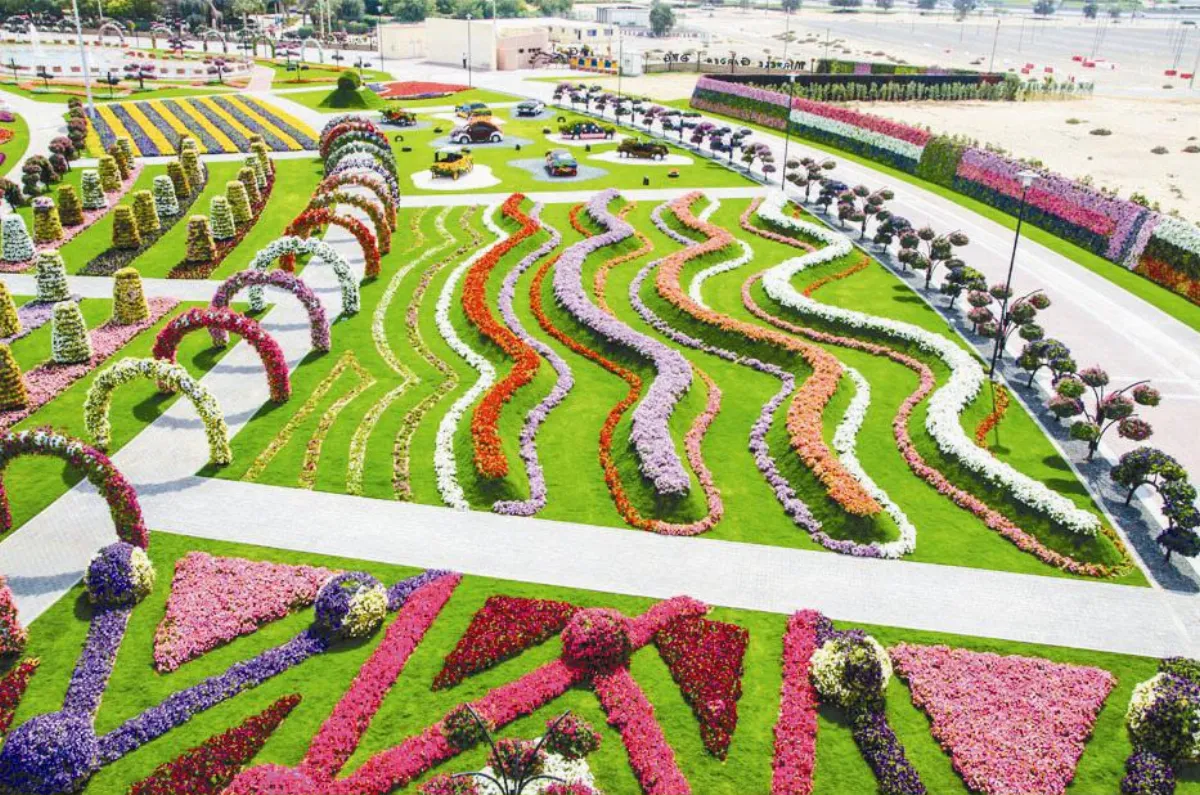 奇蹟花園  沙漠綻放