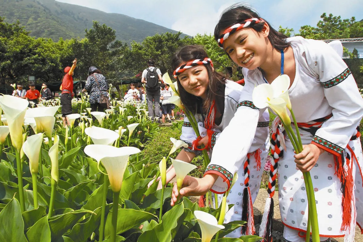 轉角芋見愛  竹子湖花都開好了