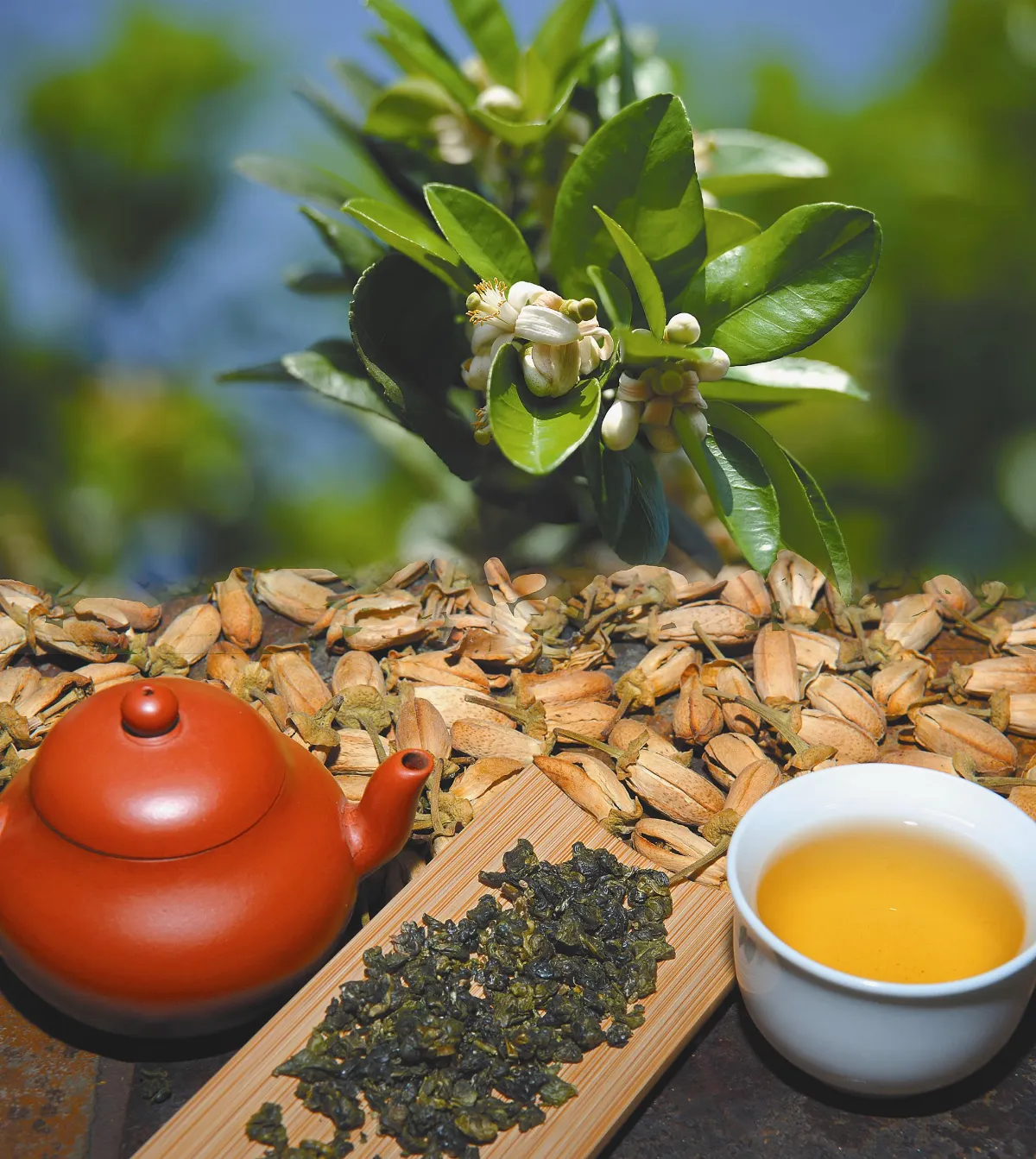 茶來茶去三月柚花入茶香