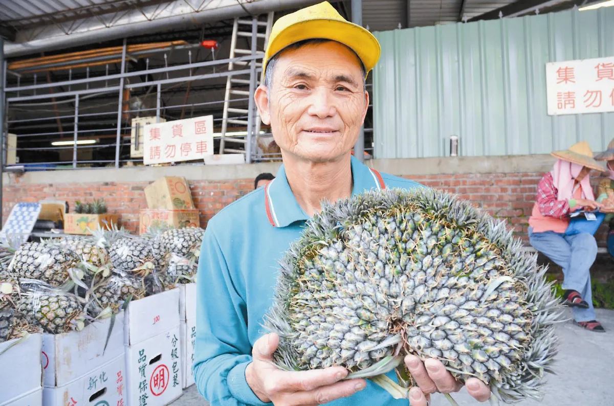變形鳳梨敬神最夯