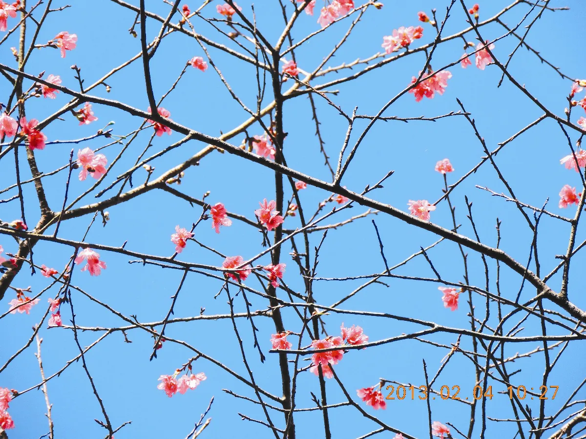 生活快門窗花