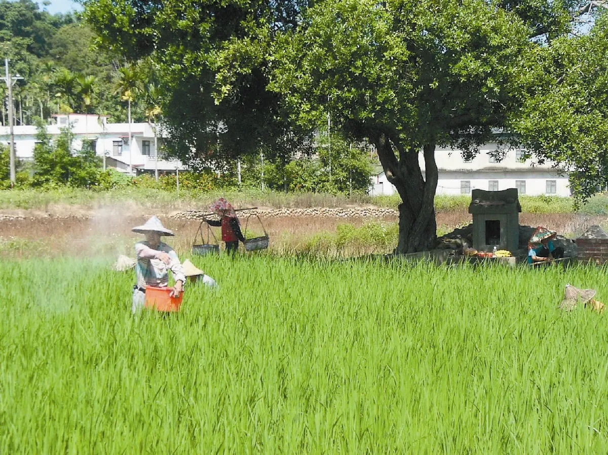 兩岸交流又一章台版開心農場內地走紅