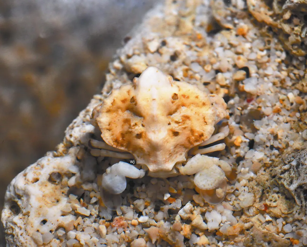 葉狀大掌蟹 小琉球首露臉