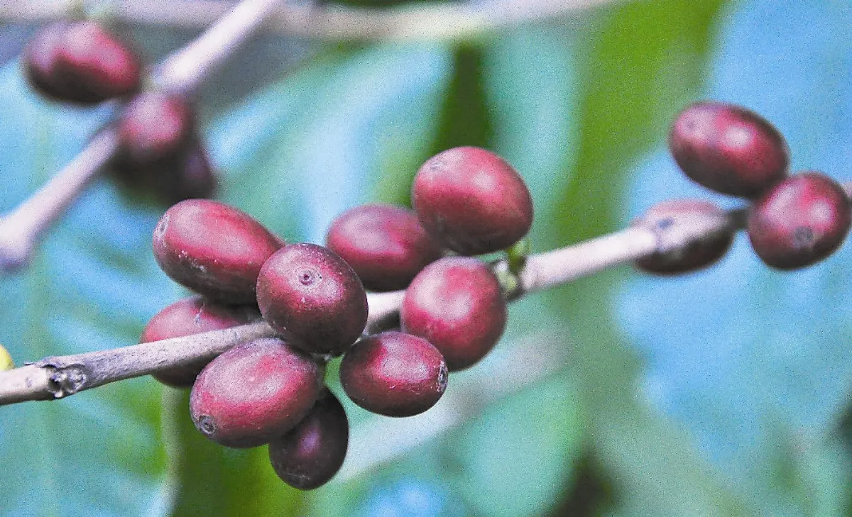 關於康妮莊園 親子同遊好去處