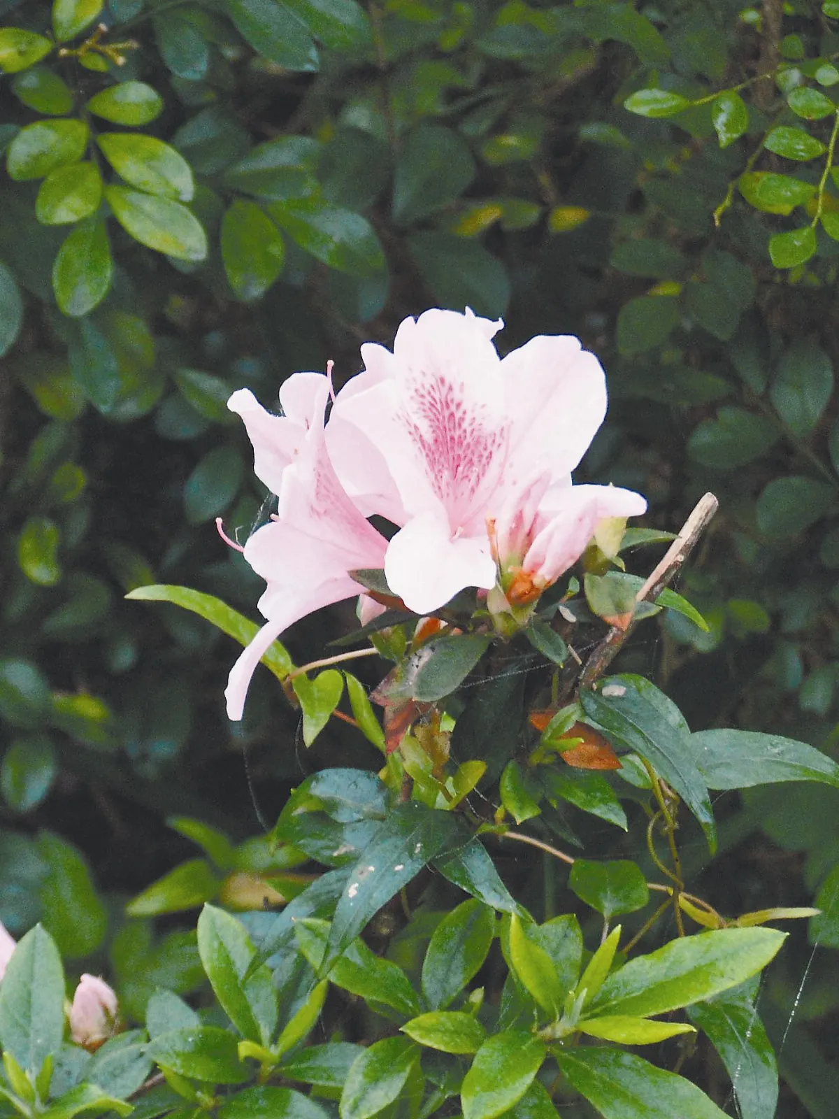 【人間植物禪】杜鵑花怕鬼