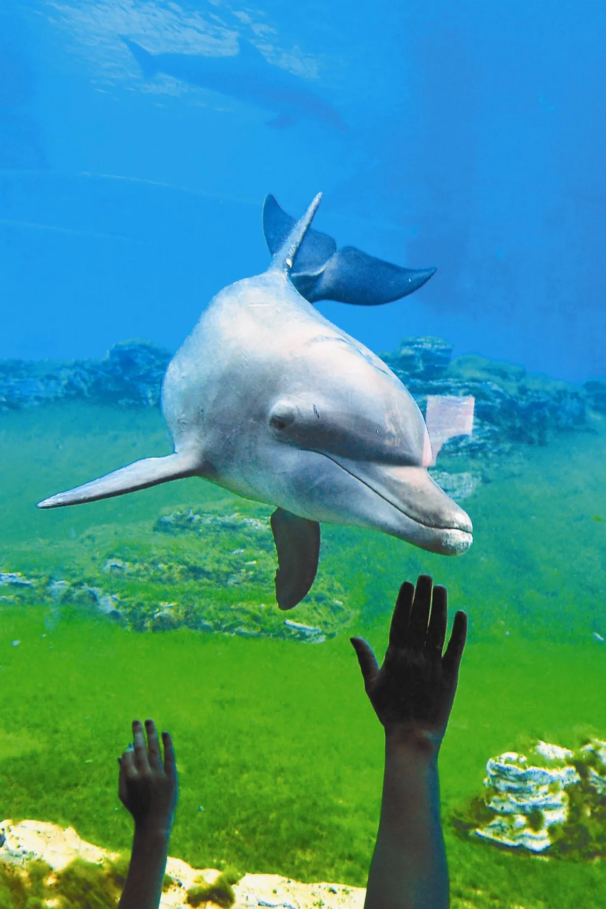 世界最大海洋館